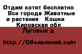 Отдам котят бесплатно  - Все города Животные и растения » Кошки   . Кировская обл.,Луговые д.